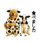 ゴールデンレトリバー★牛の着ぐるみ＆子牛（個別スタンプ：23）