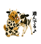 ゴールデンレトリバー★牛の着ぐるみ＆子牛（個別スタンプ：24）