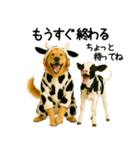 ゴールデンレトリバー★牛の着ぐるみ＆子牛（個別スタンプ：25）
