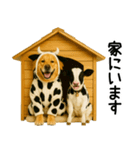 ゴールデンレトリバー★牛の着ぐるみ＆子牛（個別スタンプ：27）