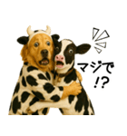 ゴールデンレトリバー★牛の着ぐるみ＆子牛（個別スタンプ：29）