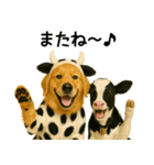 ゴールデンレトリバー★牛の着ぐるみ＆子牛（個別スタンプ：30）