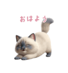 【日本語】 ラグドール スタンプ 2（個別スタンプ：2）