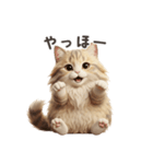 【日本語】 サイベリアン スタンプ 1（個別スタンプ：4）