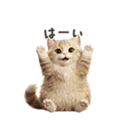 【日本語】 サイベリアン スタンプ 1（個別スタンプ：12）