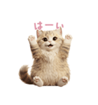 【日本語】 サイベリアン スタンプ 2（個別スタンプ：12）