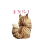 【日本語】 サイベリアン スタンプ 2（個別スタンプ：16）