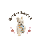 ピノくん☆シーズン2026（個別スタンプ：2）