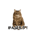 激しく踊る！猫（犬もいる）（個別スタンプ：1）