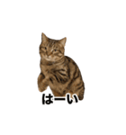 激しく踊る！猫（犬もいる）（個別スタンプ：2）