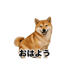 激しく踊る！猫（犬もいる）（個別スタンプ：3）