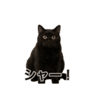 激しく踊る！猫（犬もいる）（個別スタンプ：4）