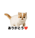 激しく踊る！猫（犬もいる）（個別スタンプ：5）