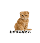 激しく踊る！猫（犬もいる）（個別スタンプ：7）