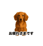 激しく踊る！猫（犬もいる）（個別スタンプ：8）