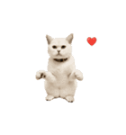 激しく踊る！猫（犬もいる）（個別スタンプ：9）