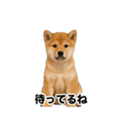 激しく踊る！猫（犬もいる）（個別スタンプ：10）