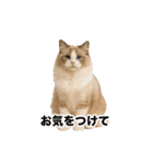 激しく踊る！猫（犬もいる）（個別スタンプ：11）