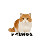 激しく踊る！猫（犬もいる）（個別スタンプ：12）