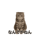 激しく踊る！猫（犬もいる）（個別スタンプ：15）