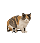 激しく踊る！猫（犬もいる）（個別スタンプ：16）