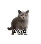 激しく踊る！猫（犬もいる）（個別スタンプ：17）