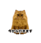 激しく踊る！猫（犬もいる）（個別スタンプ：18）