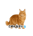 激しく踊る！猫（犬もいる）（個別スタンプ：19）