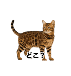 激しく踊る！猫（犬もいる）（個別スタンプ：20）
