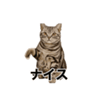 激しく踊る！猫（犬もいる）（個別スタンプ：21）