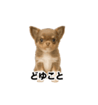 激しく踊る！猫（犬もいる）（個別スタンプ：22）