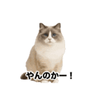 激しく踊る！猫（犬もいる）（個別スタンプ：23）