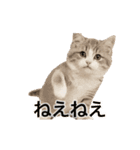 激しく踊る！猫（犬もいる）（個別スタンプ：24）