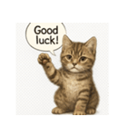 リアル子猫の感情表現スタンプ（個別スタンプ：9）