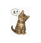 リアル子猫の感情表現スタンプ（個別スタンプ：12）