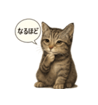 リアル子猫の感情表現スタンプ（個別スタンプ：13）