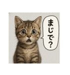 リアル子猫の感情表現スタンプ（個別スタンプ：14）