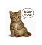 リアル子猫の感情表現スタンプ（個別スタンプ：16）