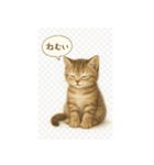 リアル子猫の感情表現スタンプ（個別スタンプ：17）