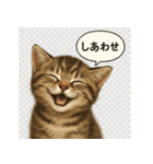 リアル子猫の感情表現スタンプ（個別スタンプ：18）