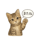 リアル子猫の感情表現スタンプ（個別スタンプ：22）