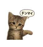 リアル子猫の感情表現スタンプ（個別スタンプ：26）