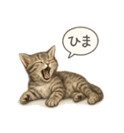 リアル子猫の感情表現スタンプ（個別スタンプ：28）