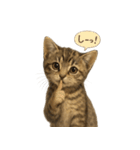 リアル子猫の感情表現スタンプ（個別スタンプ：29）