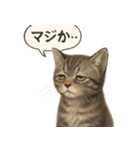 リアル子猫の感情表現スタンプ（個別スタンプ：30）