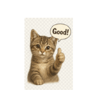 リアル子猫の感情表現スタンプ（個別スタンプ：31）