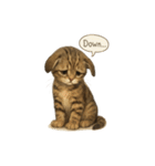 リアル子猫の感情表現スタンプ（個別スタンプ：39）