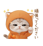 スコティッシュ猫 みかん服 ネガティブ敬語（個別スタンプ：8）