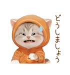 スコティッシュ猫 みかん服 ネガティブ敬語（個別スタンプ：10）