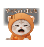 スコティッシュ猫 みかん服 ネガティブ敬語（個別スタンプ：11）